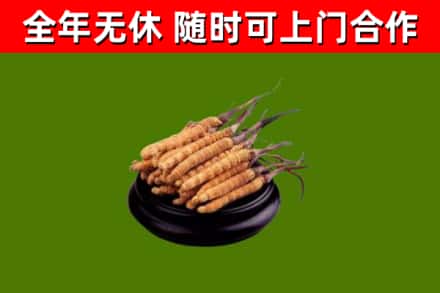 禹会回收散虫草