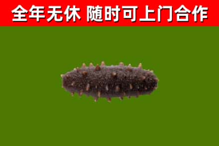 禹会回收海参干